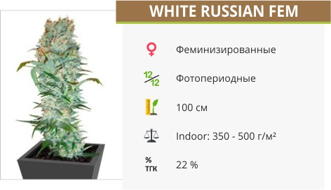 Сорт марихуаны White Russian White Russian от Serious Seeds