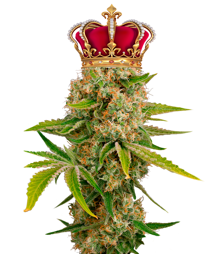 OG Kush корона Лучшие сорта OG Kush