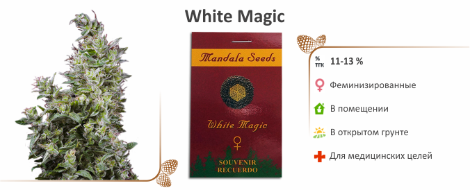White Magic White Magic