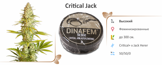 Critical Jack Critical Jack