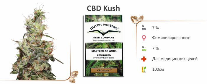 Сорт CBD Kush cbd_kush