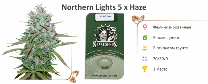 Northern Lights 5 x Haze Northern Lights 5 x Haze