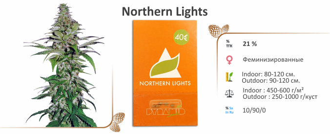 Northern Lights Northern Lights
