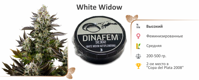 White Widow White Widow