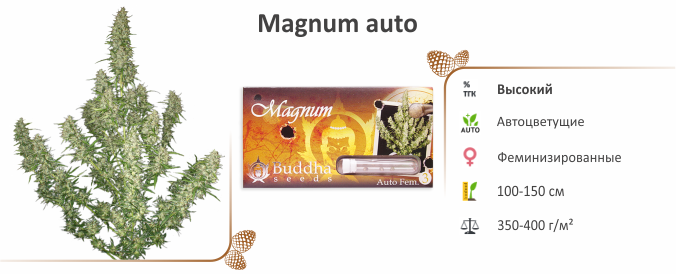 Magnum auto Magnum auto