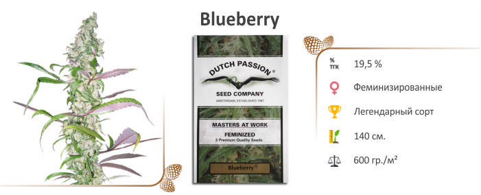 Blueberry Blueberry