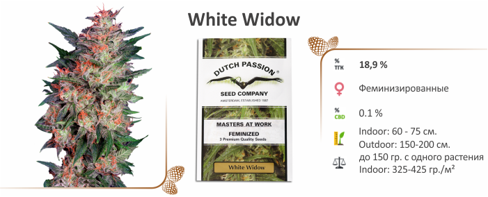 White Widow White Widow