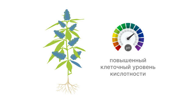 Условия появления синего цвета конопли Синяя конопля