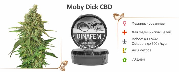 Каннабис Moby Dick CBD moby_dick_cbd